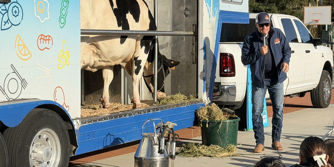 cow